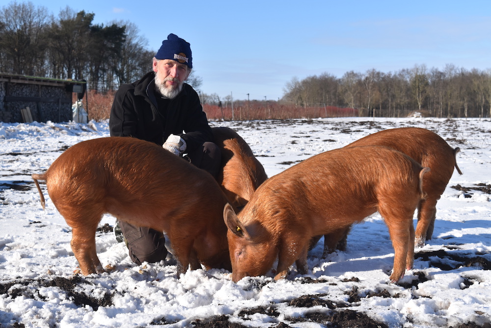 Jan Rozeboom met zijn Tamworthvarkens foto Farmer Pixels by Mariel