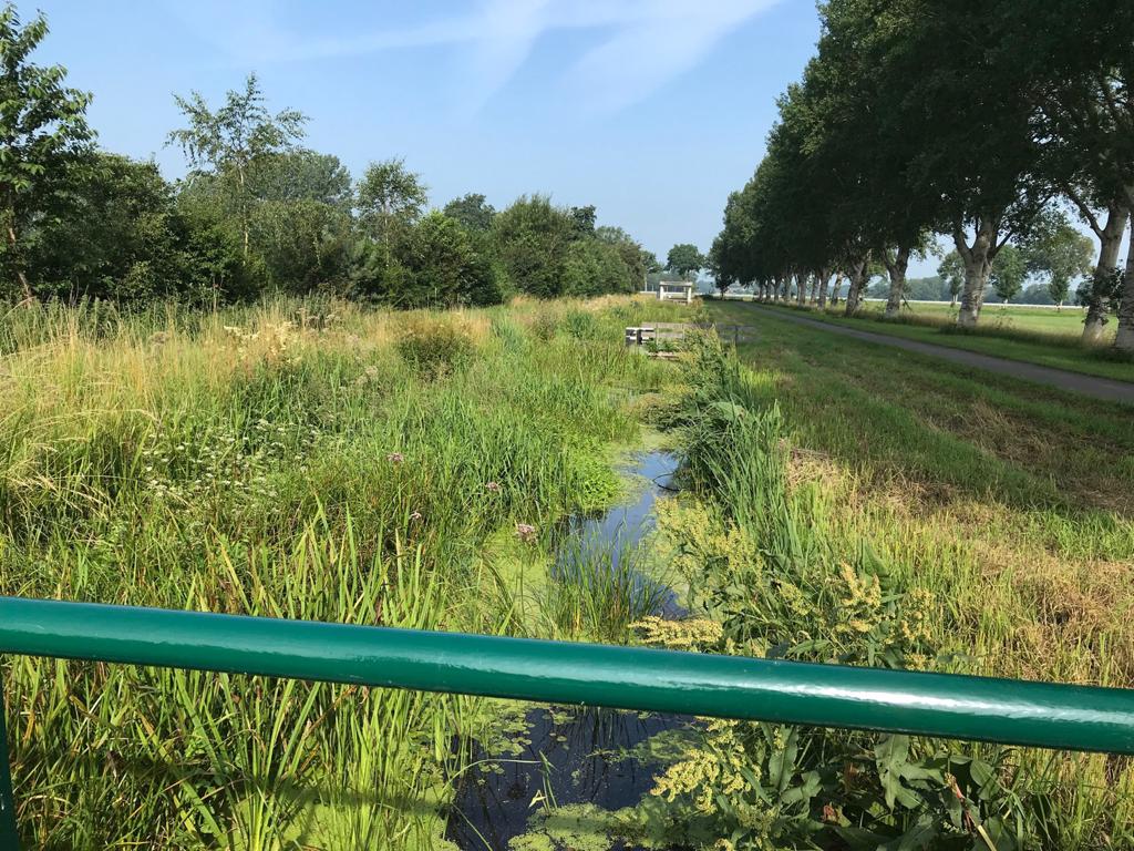 Koningschut Koningschut