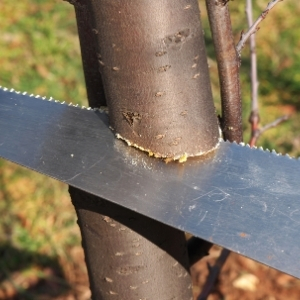 Tuintip 1 Verjonging