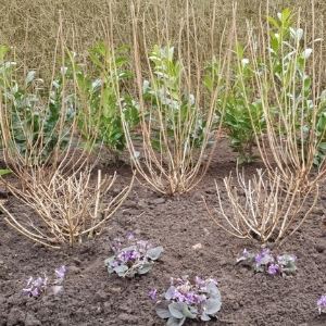 Tuintip 3 Snoeien