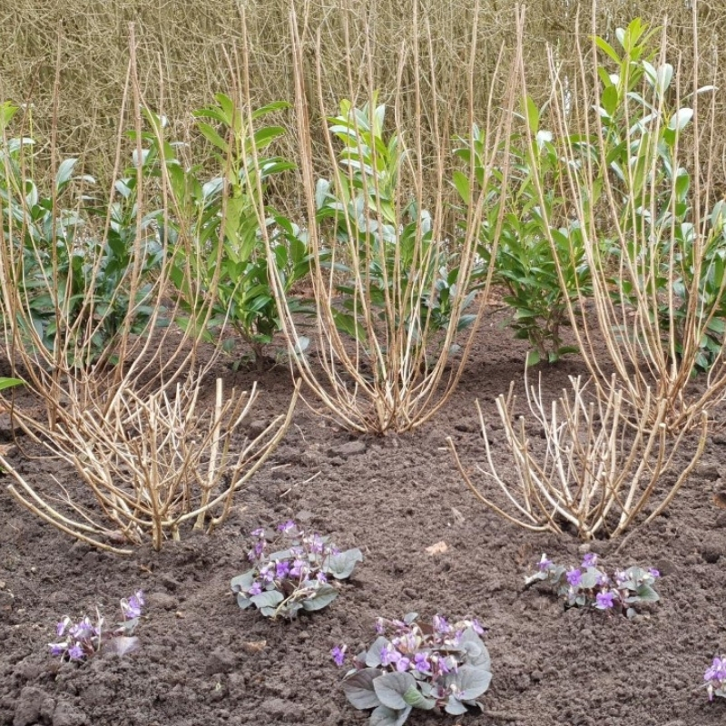 Tuintip 3 Snoeien
