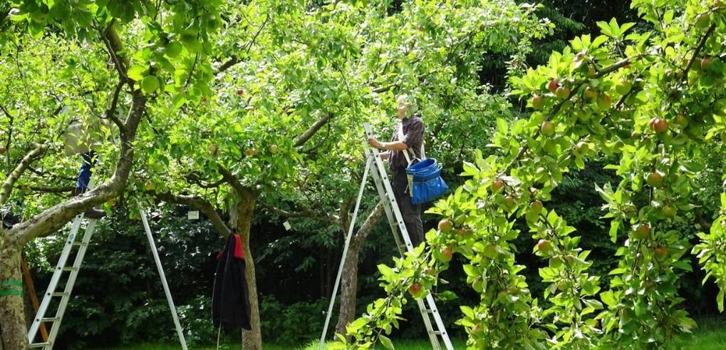 Open Fruitpersdag