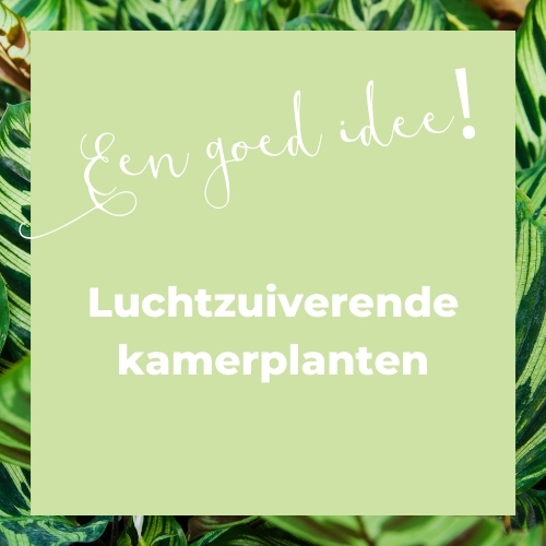 luchtzuiverende kamerplanten