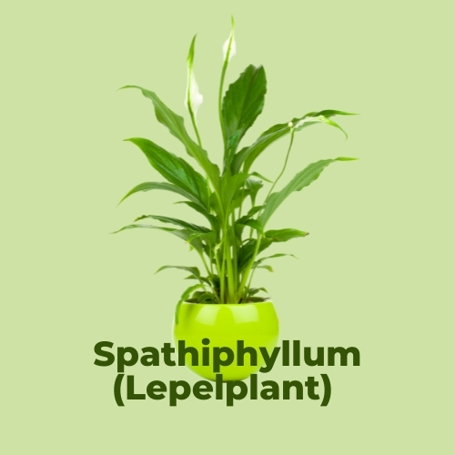 luchtzuiverende kamerplanten