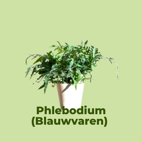 luchtzuiverende kamerplanten