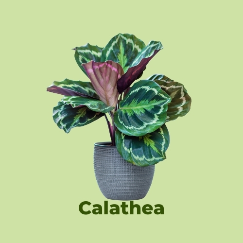 luchtzuiverende kamerplanten