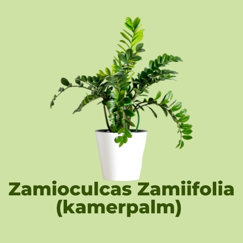 luchtzuiverende kamerplanten