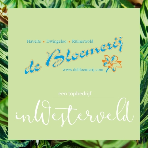 luchtzuiverende kamerplanten