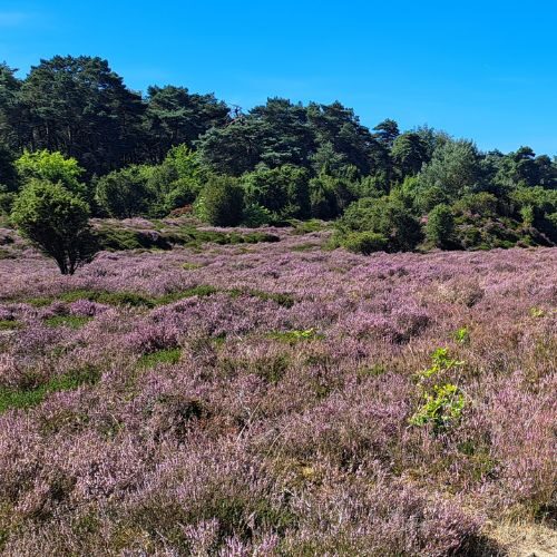 paarse heide